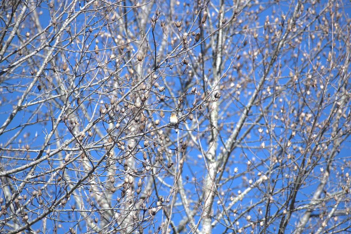 Восточная сиалия - ML614850952