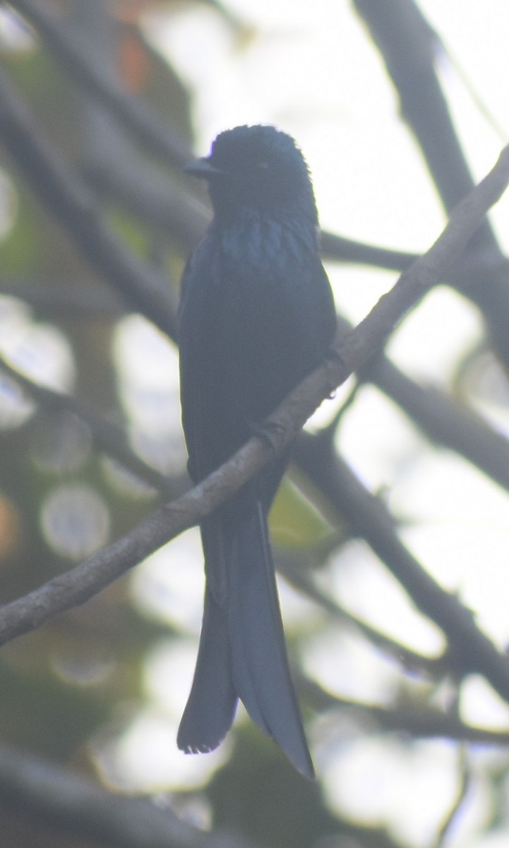 Bronzed Drongo - Paul Pop