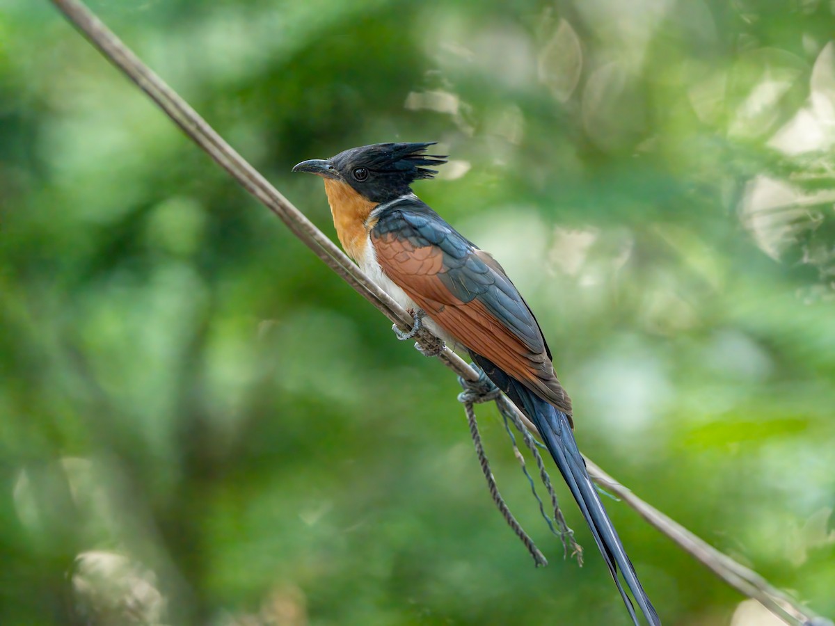 Chestnut-winged Cuckoo - ML614850964