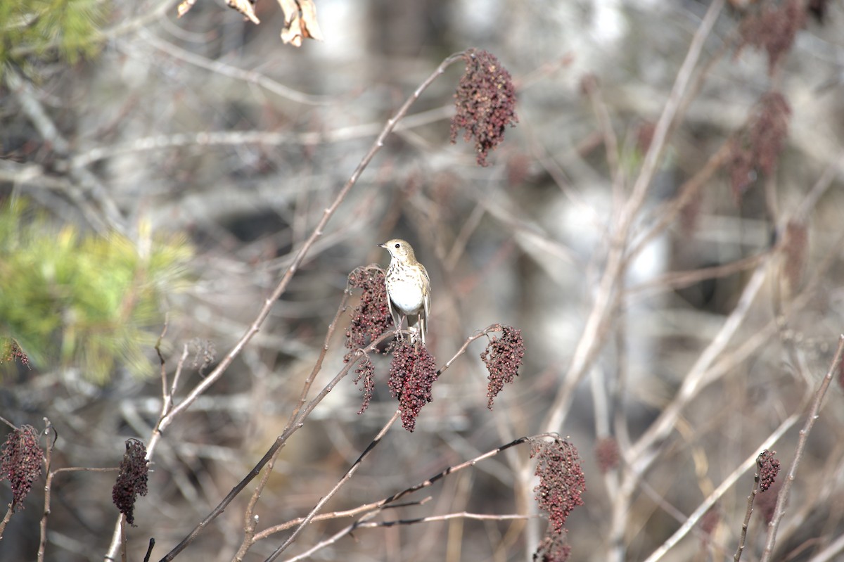 Дрозд-отшельник - ML614850992