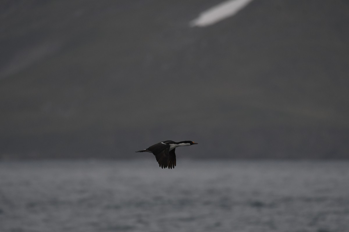 South Georgia Shag - John Cooper