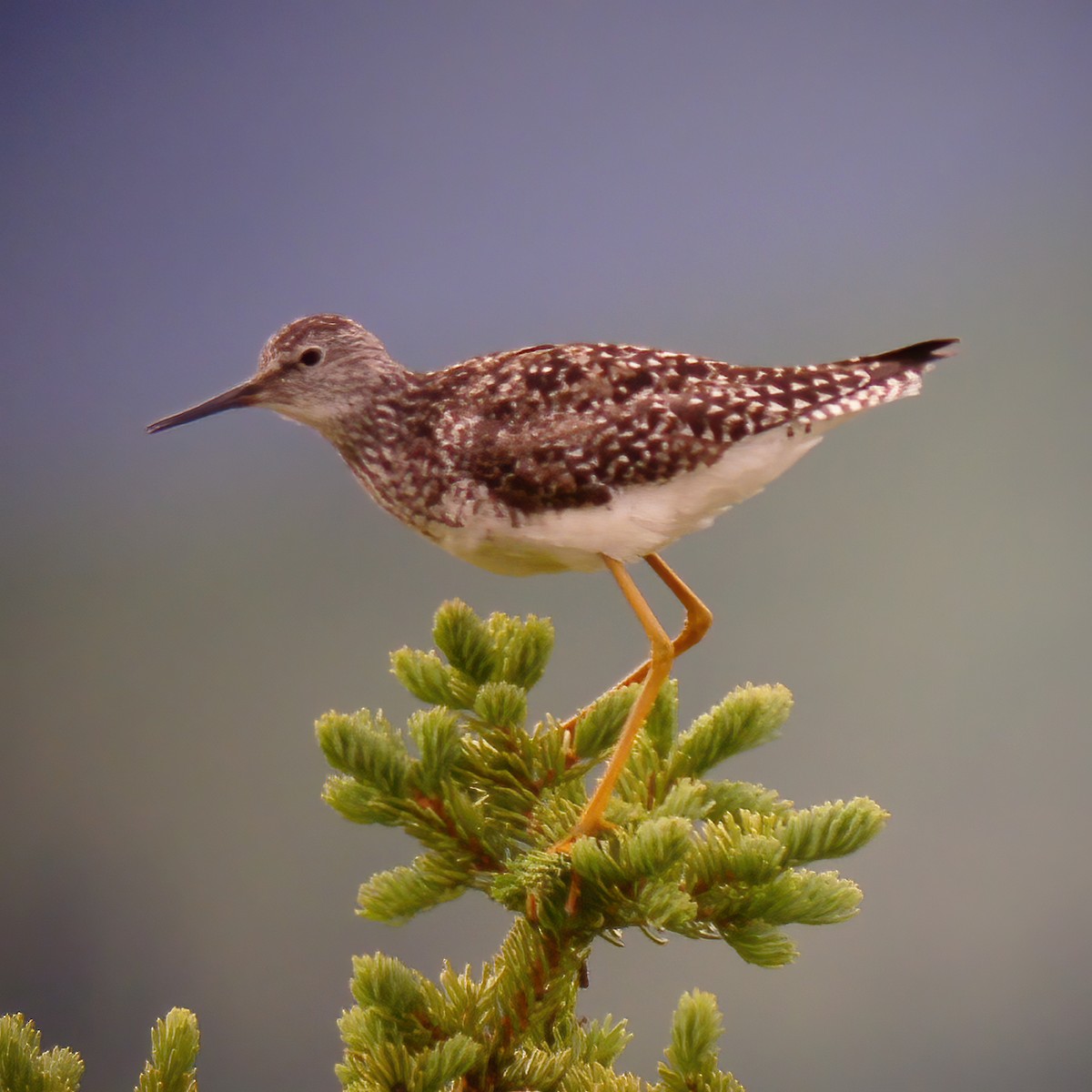 Lesser Yellowlegs - ML614851016