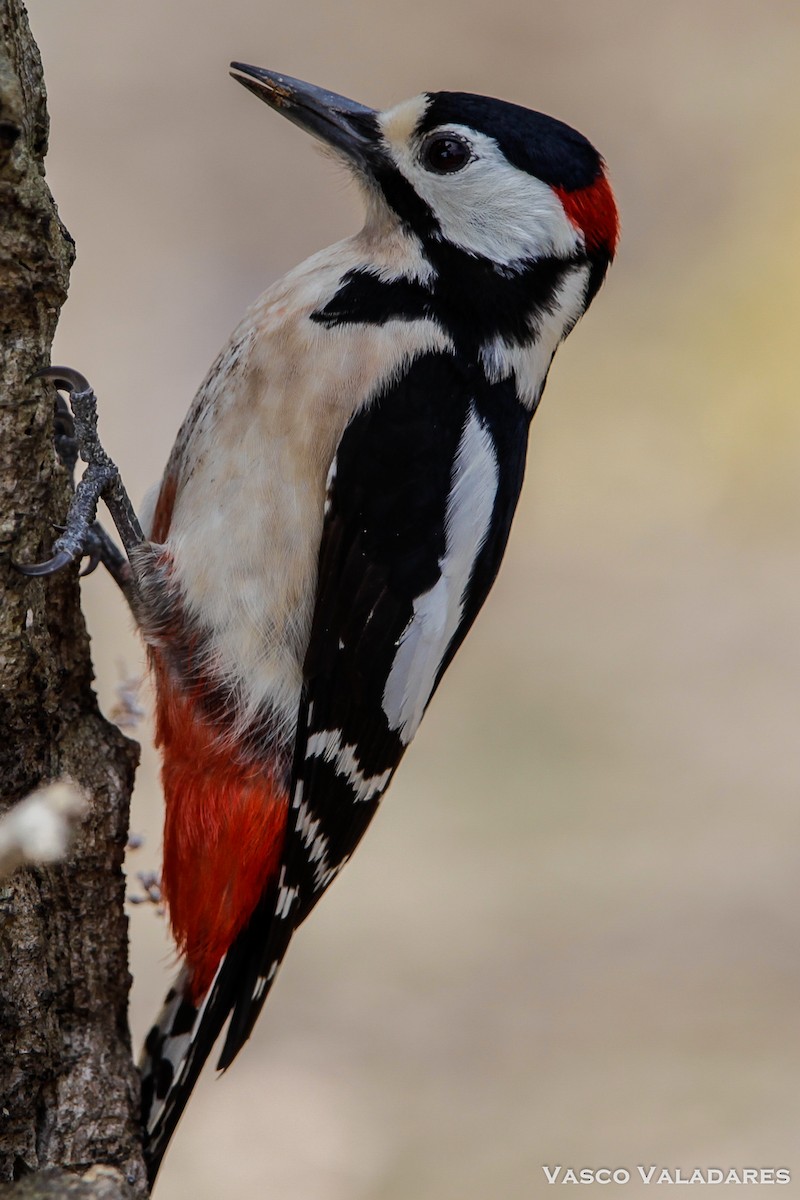 Great Spotted Woodpecker - ML614851053