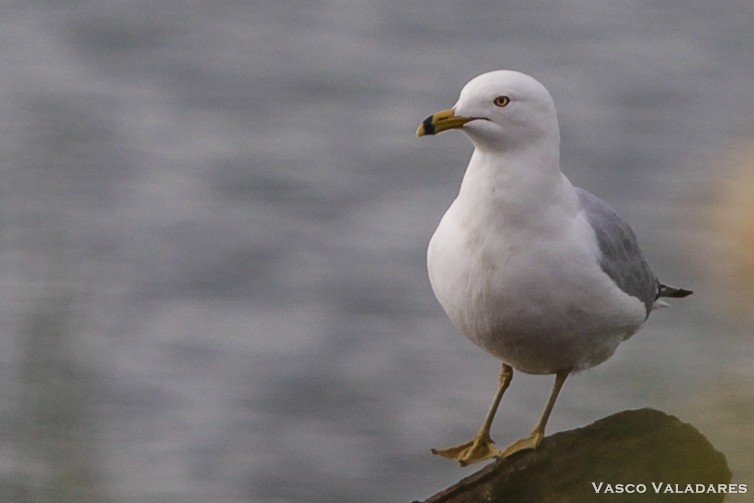 Ring-billed Gull - ML614851086