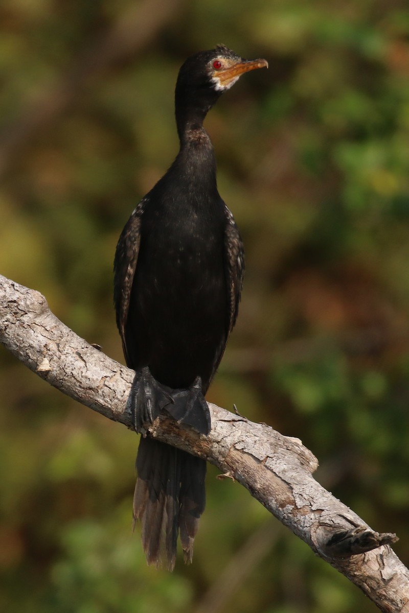 Long-tailed Cormorant - ML614851103