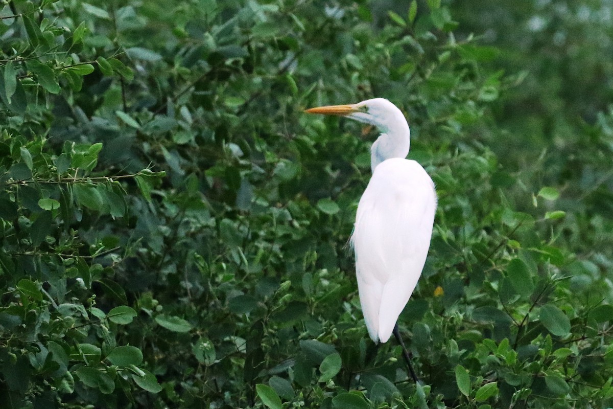 Great Egret - ML614851109