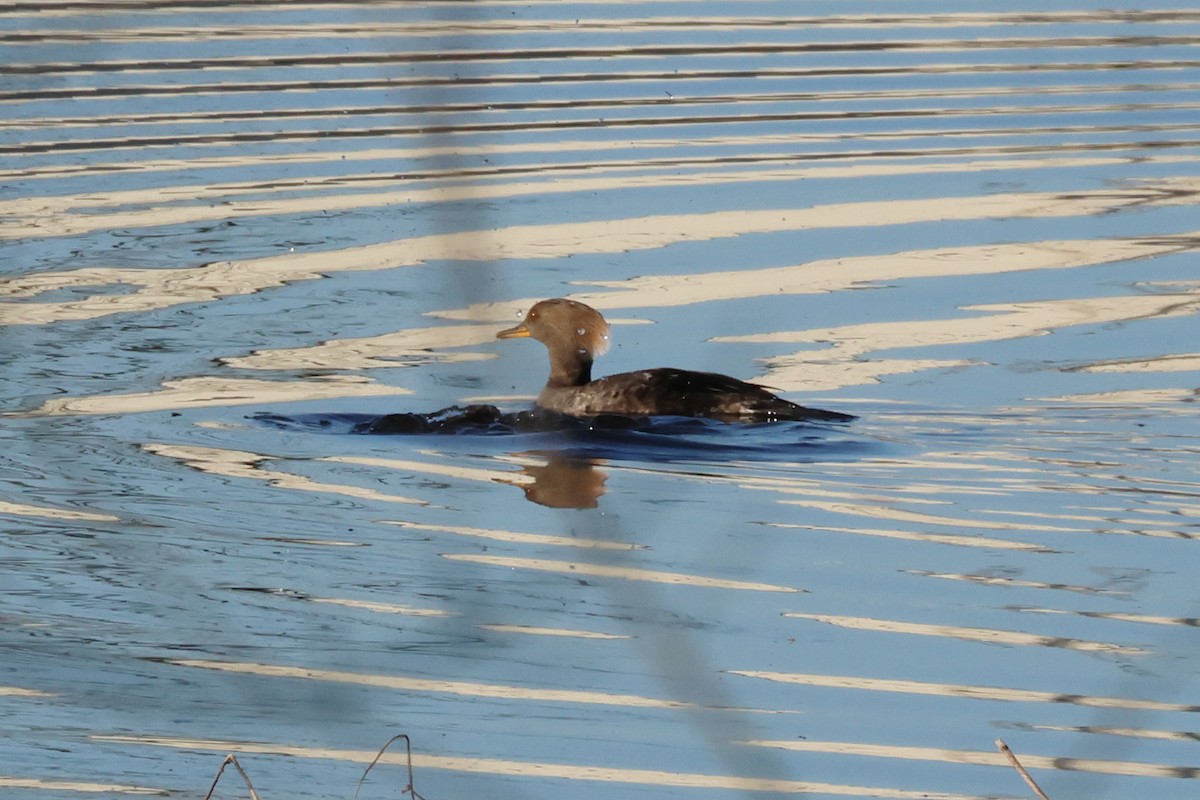 Hooded Merganser - ML614851191