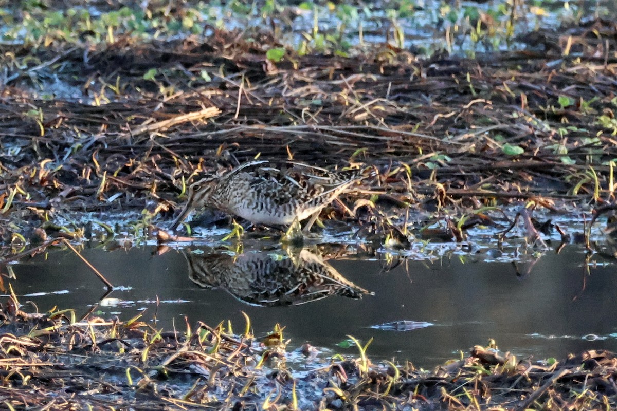 Wilson's Snipe - ML614851193