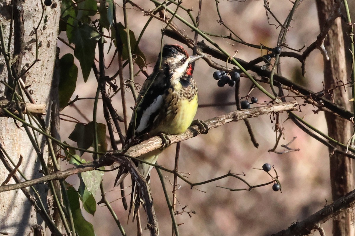 Yellow-bellied Sapsucker - ML614851197