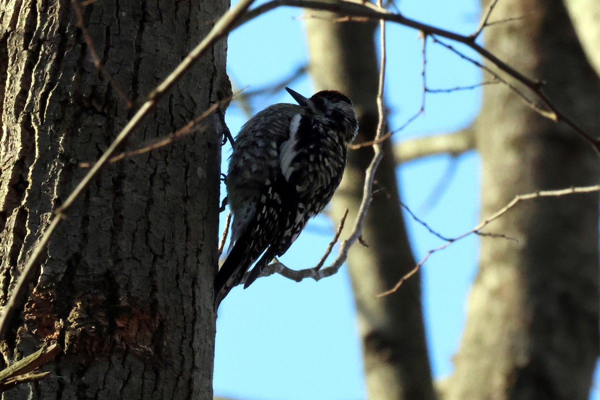 Yellow-bellied Sapsucker - ML614851198