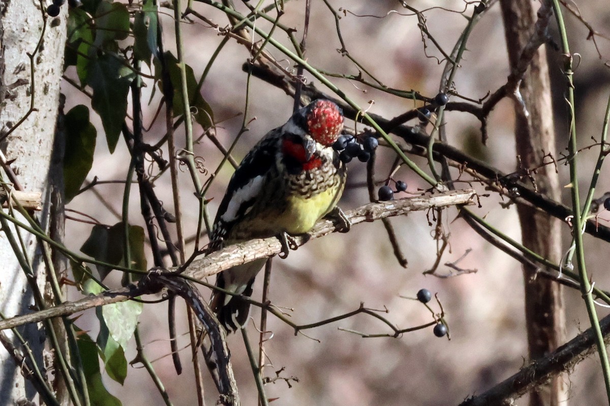 Yellow-bellied Sapsucker - ML614851199