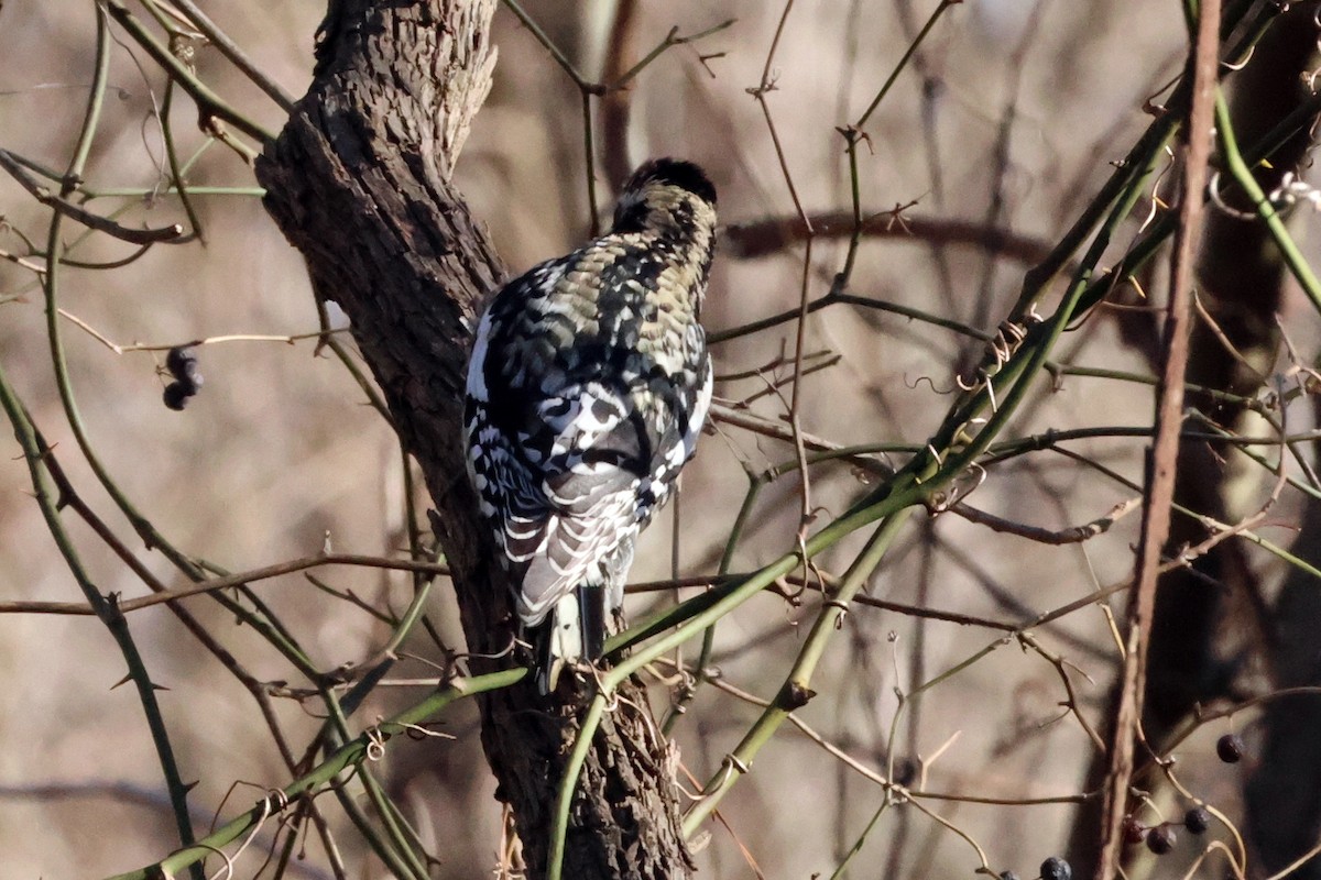 Yellow-bellied Sapsucker - ML614851201