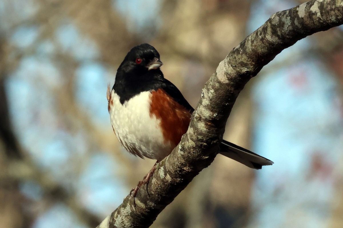 Eastern Towhee - ML614851207