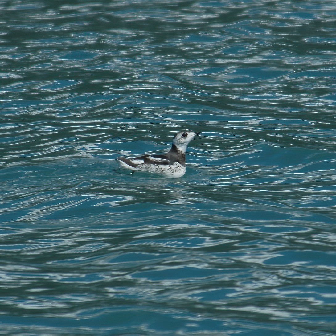 Kittlitz's Murrelet - ML614851219