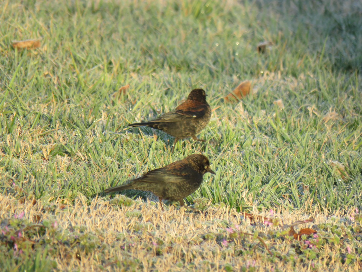 Rusty Blackbird - ML614851329