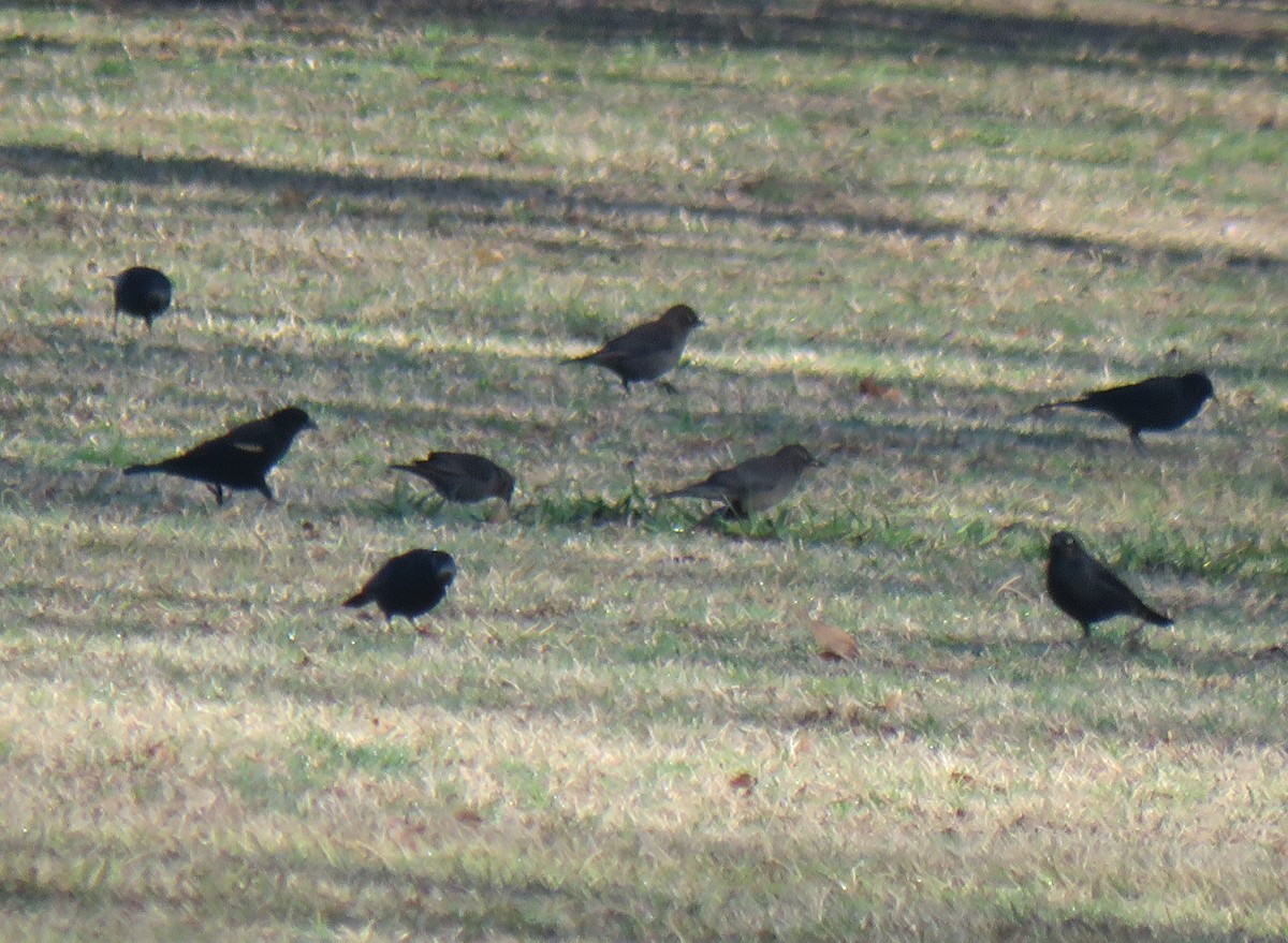 Rusty Blackbird - ML614851332