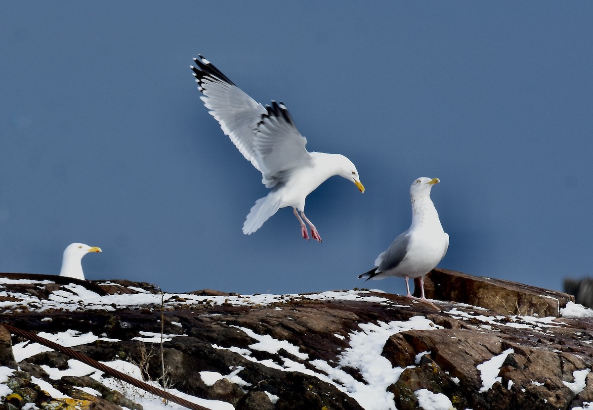 American Herring Gull - ML614851416