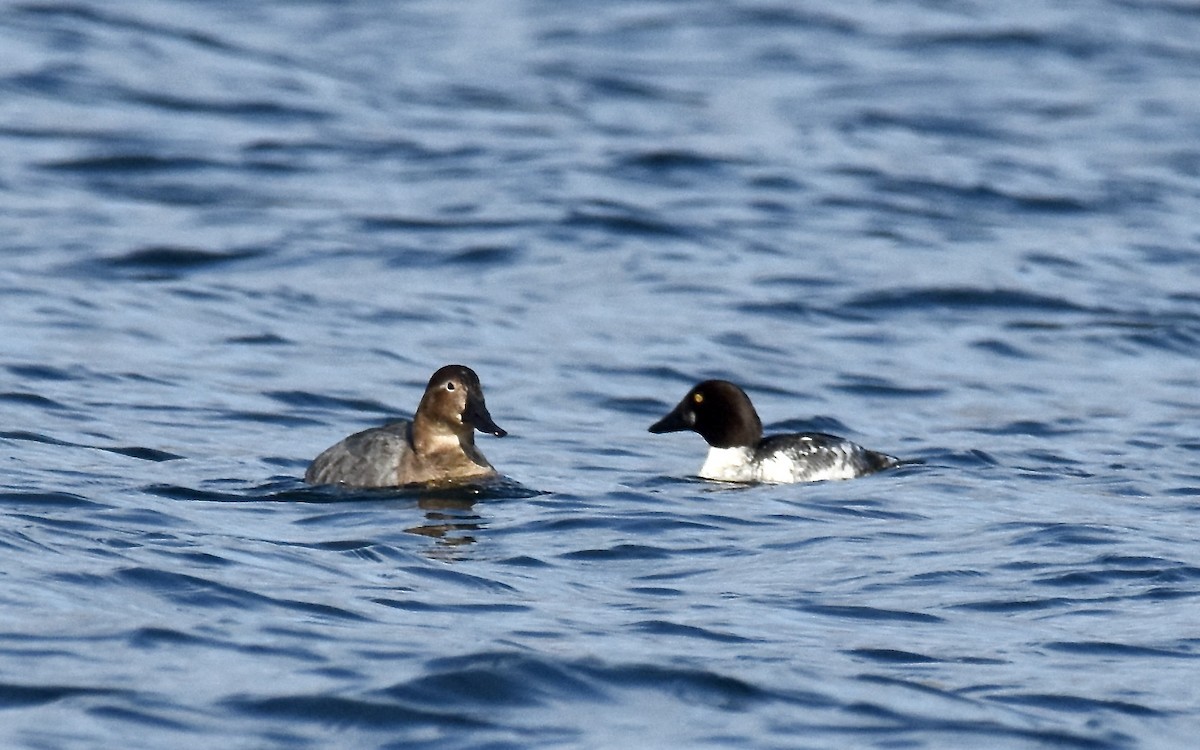 Canvasback - scot stewart