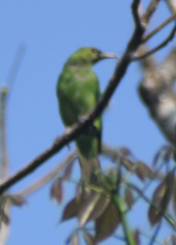 Jerdon's Leafbird - ML614851445