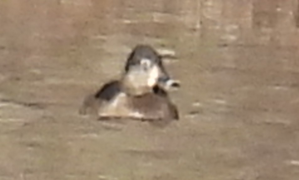 Ring-necked Duck - ML614851472
