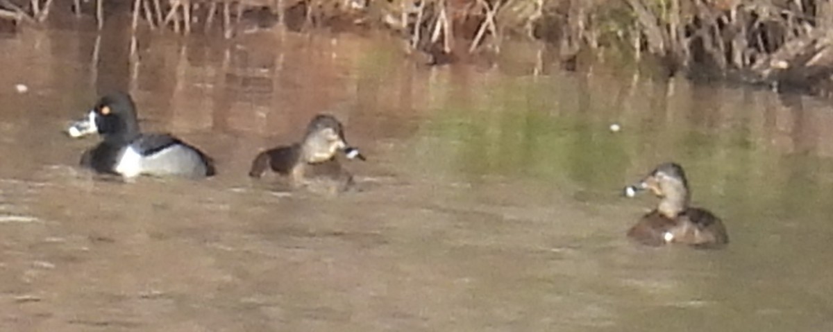 Ring-necked Duck - ML614851473