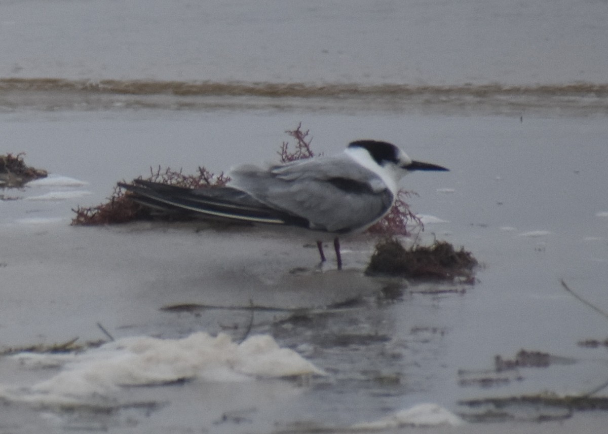 Common Tern - Jared Gorrell