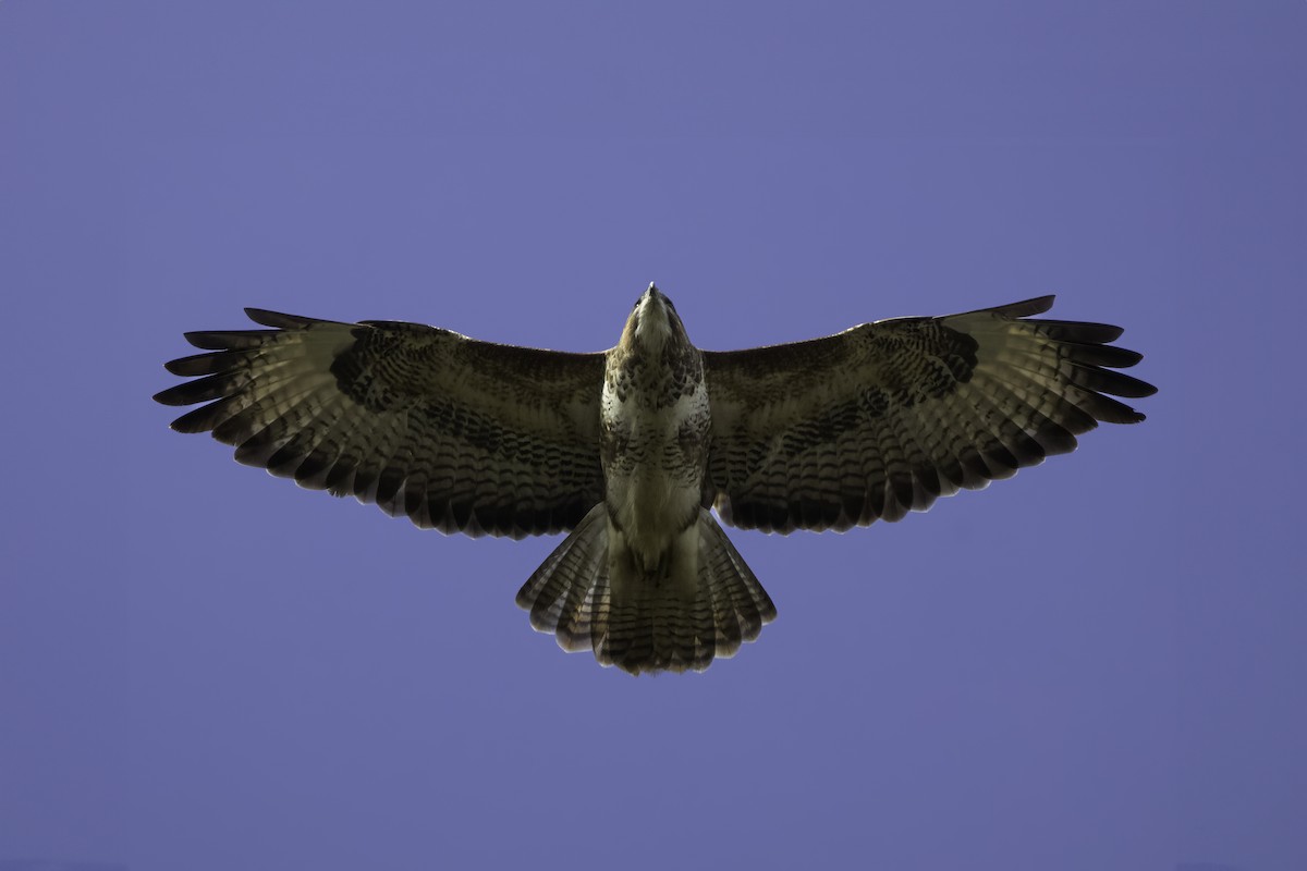 Common Buzzard - ML614851554