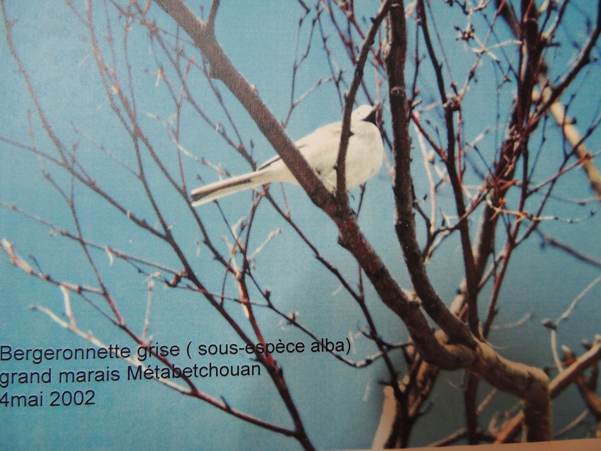 Bergeronnette grise - ML614851561
