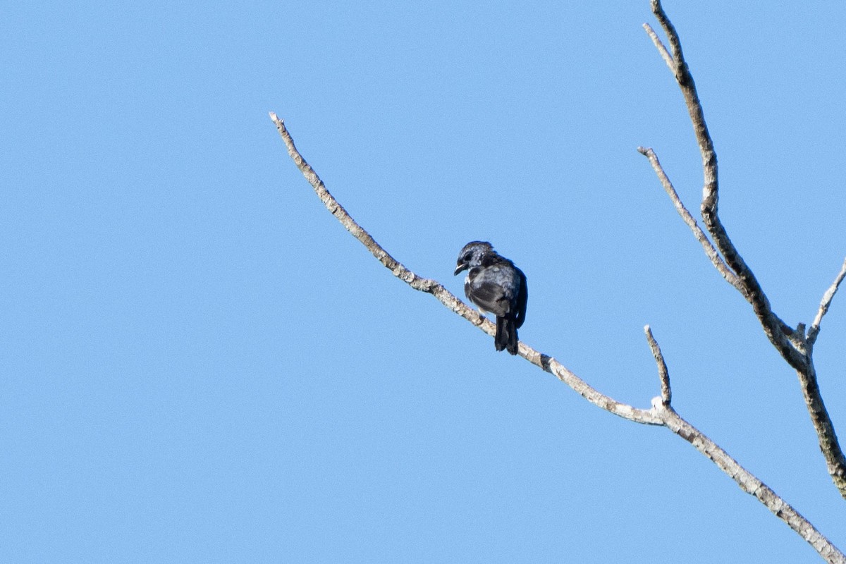 White-bellied Tanager - ML614851584