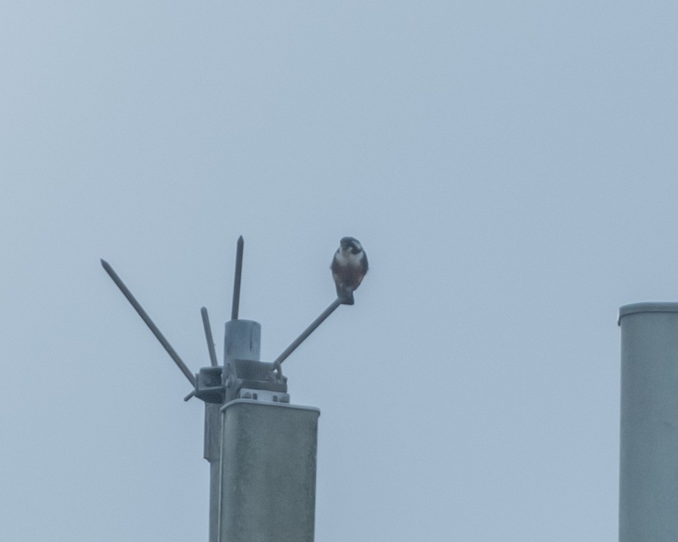 Black-thighed Falconet - ML614851597