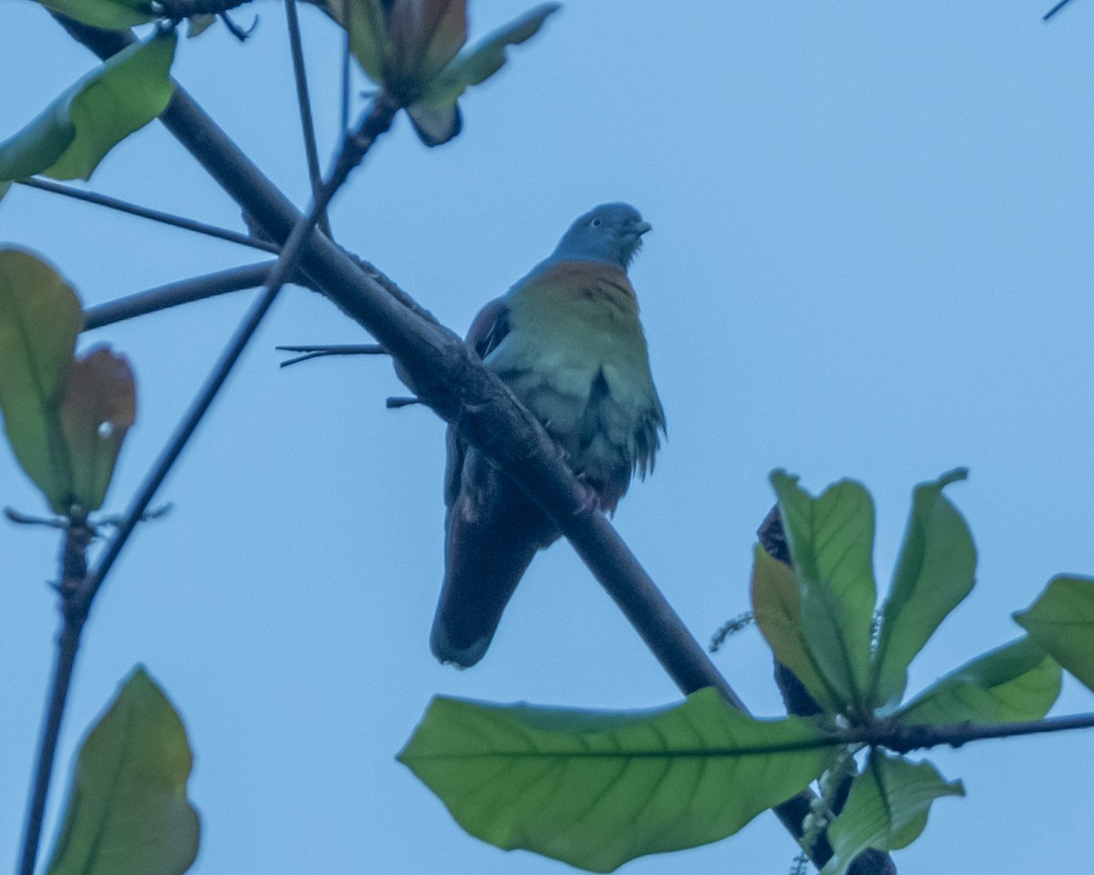 Little Green-Pigeon - ML614851611