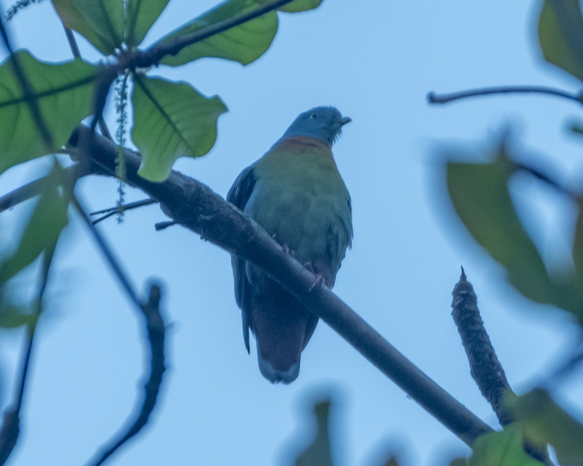 Little Green-Pigeon - ML614851612