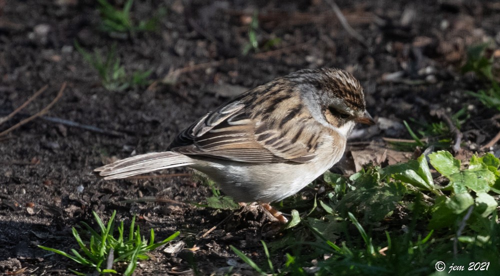 Clay-colored Sparrow - ML614851615