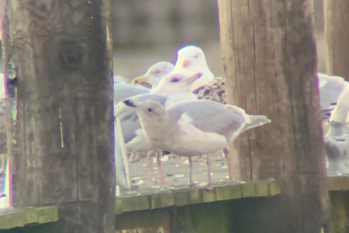 Glaucous-winged Gull - Jeremy Collison