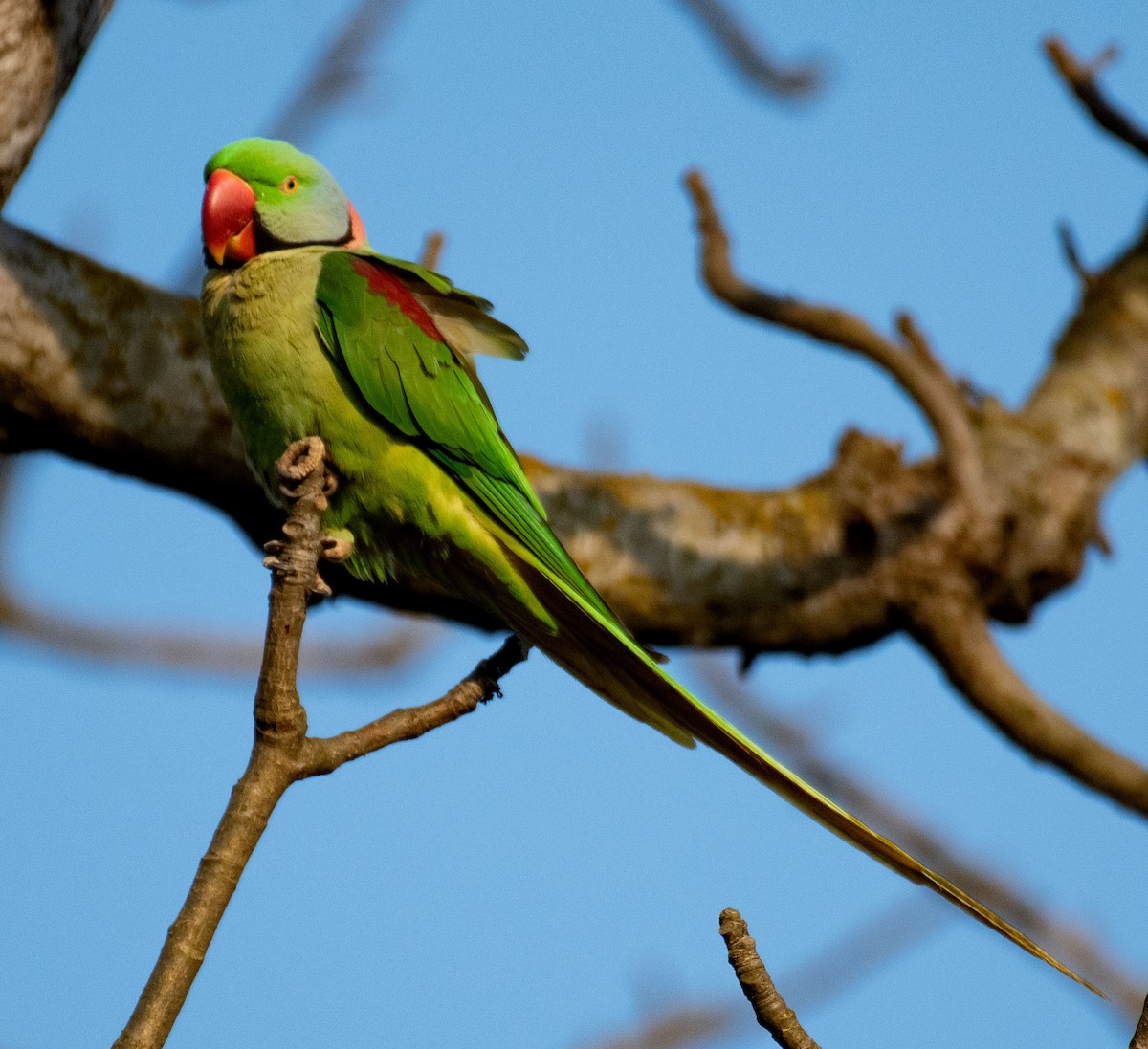 Alexandrine Parakeet - ML614851657