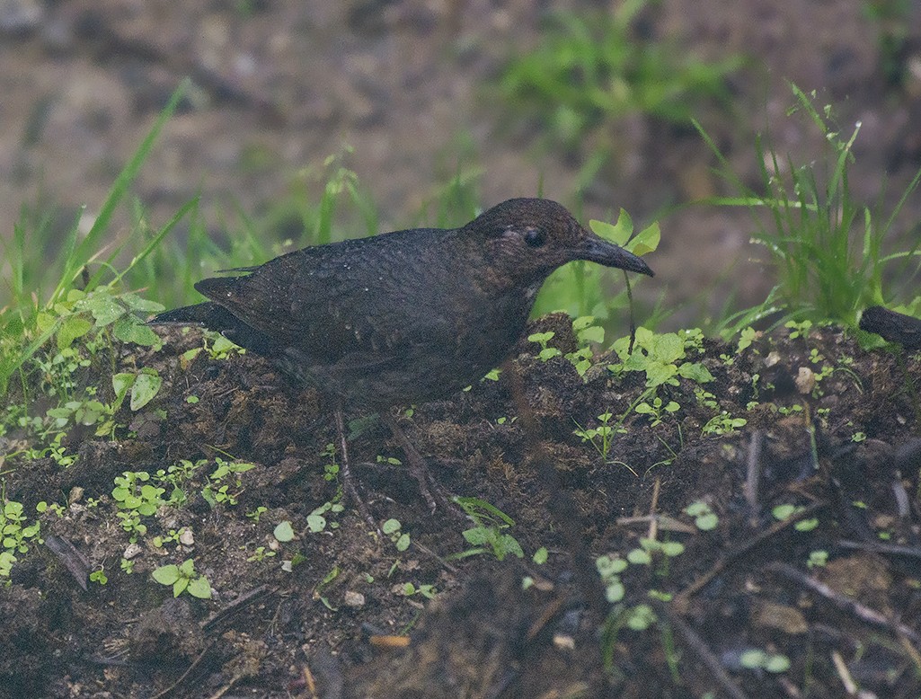 Long-billed Thrush - ML614851677