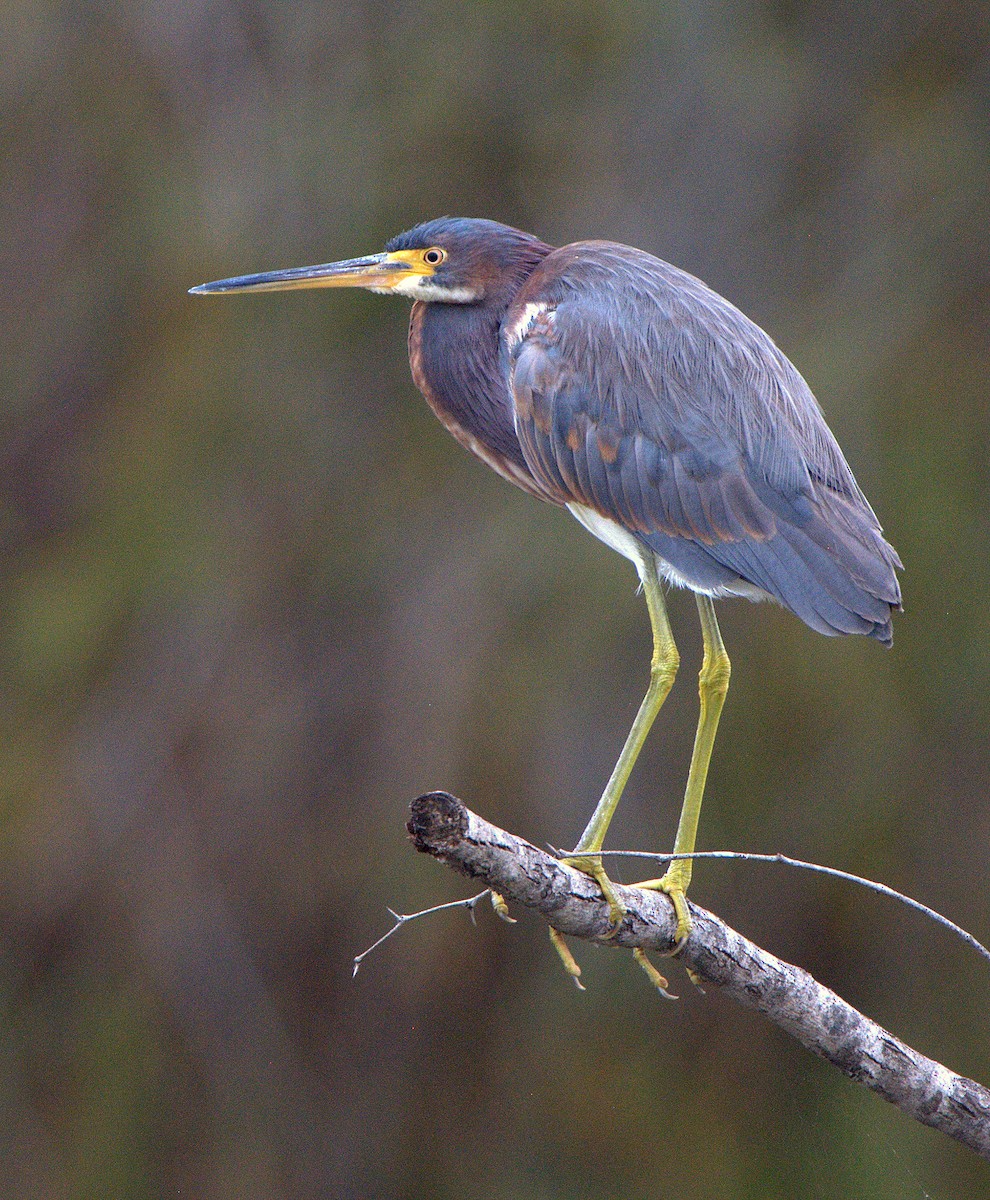 Tricolored Heron - ML614851741