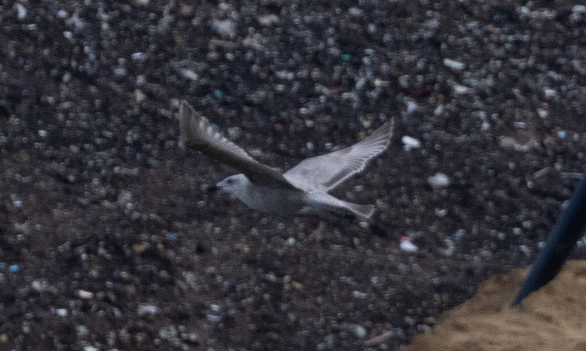 goéland ou mouette sp. - ML614851765