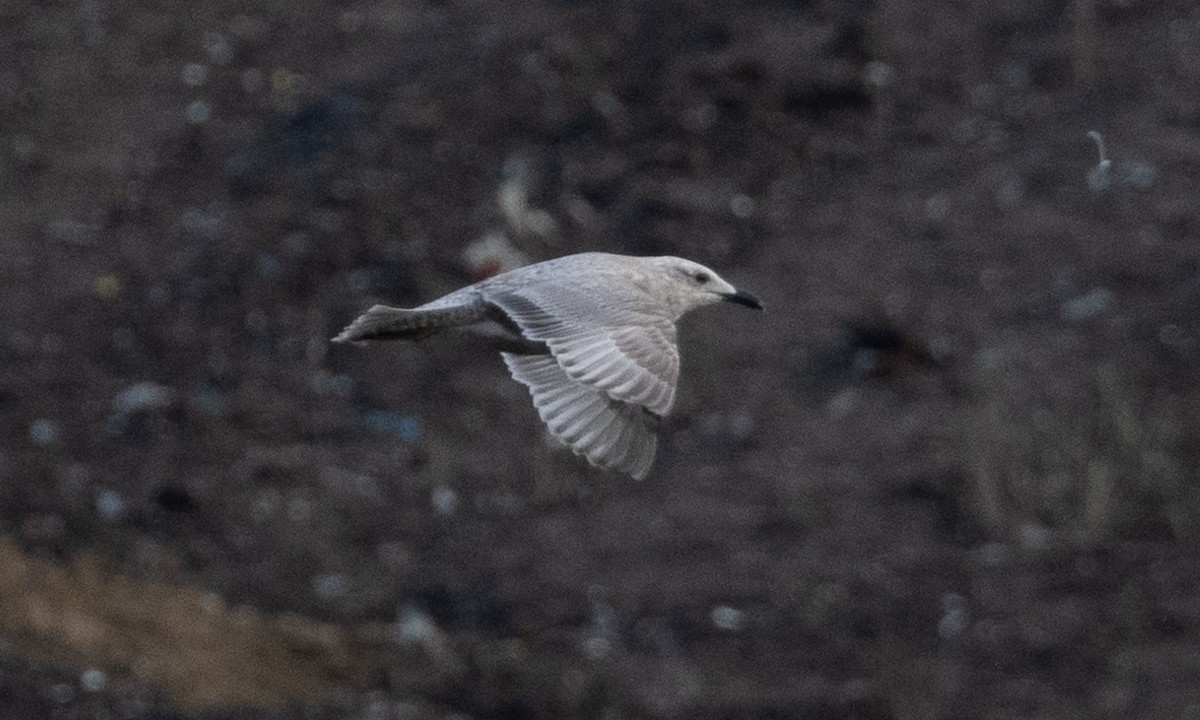 gull sp. - Brian Sullivan