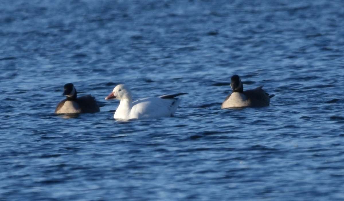 Snow Goose - ML614851806