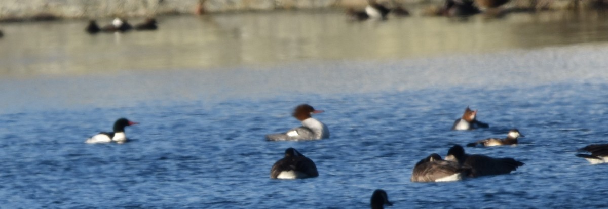 Common Merganser - ML614851812