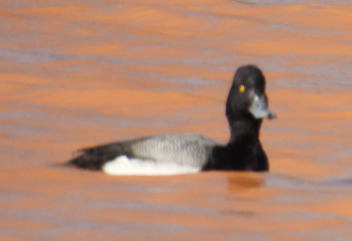 Lesser Scaup - Jeffrey Blalock