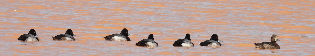 Lesser Scaup - ML614851899