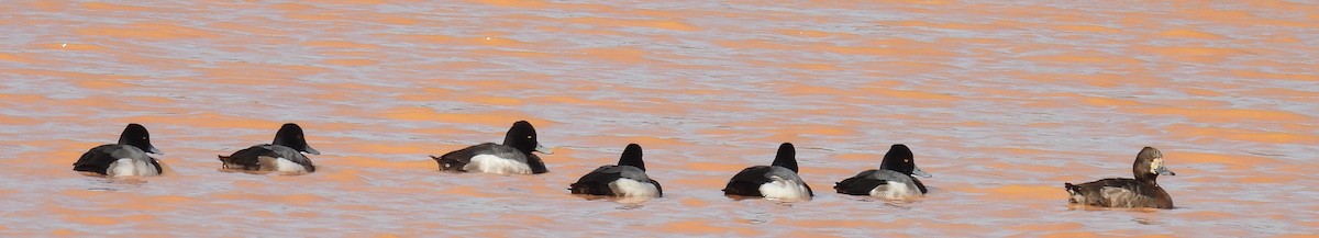 Lesser Scaup - Jeffrey Blalock