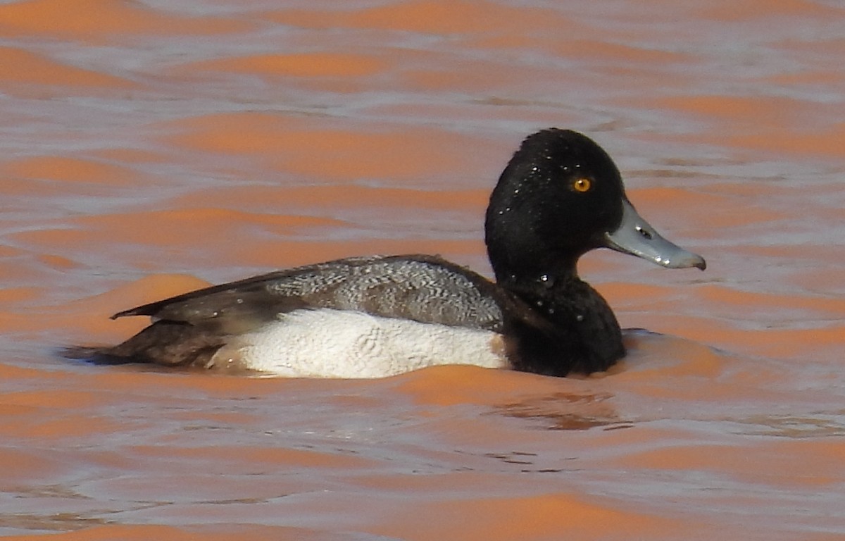 Lesser Scaup - ML614851900