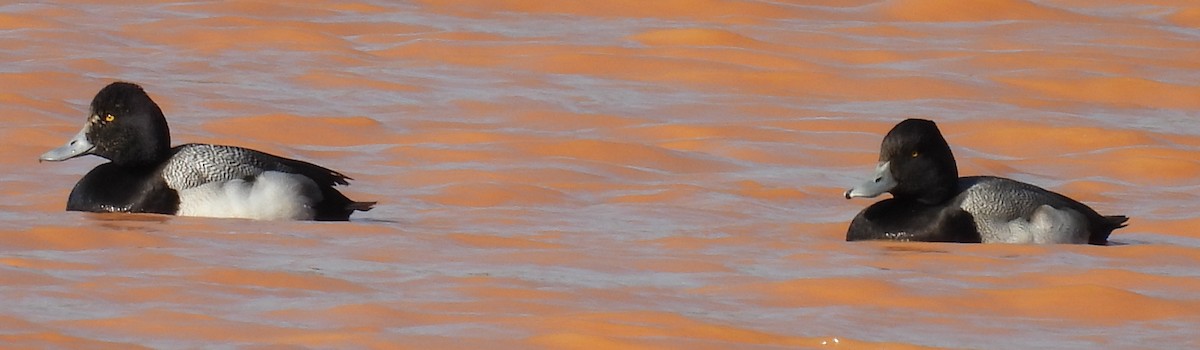 Lesser Scaup - Jeffrey Blalock