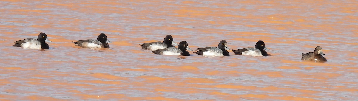 Lesser Scaup - ML614851902