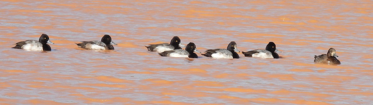 Lesser Scaup - Jeffrey Blalock