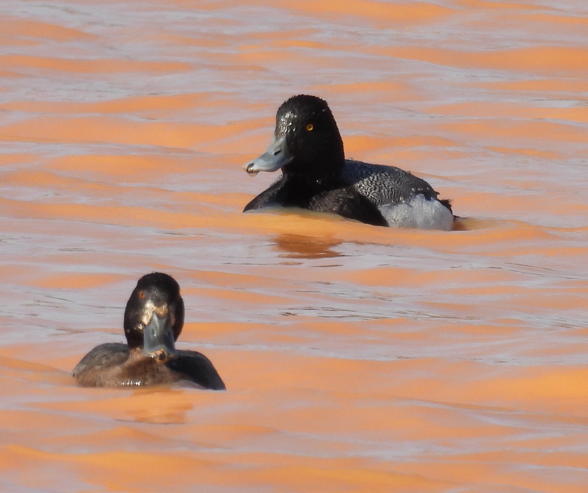 Lesser Scaup - Jeffrey Blalock