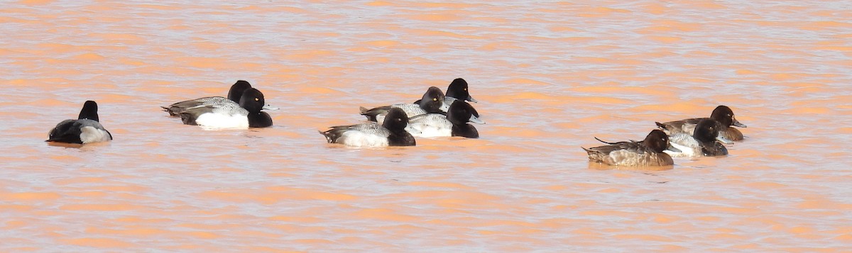 Lesser Scaup - Jeffrey Blalock